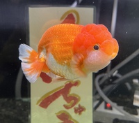 金魚入荷！ 2022/11/01 12:16:20