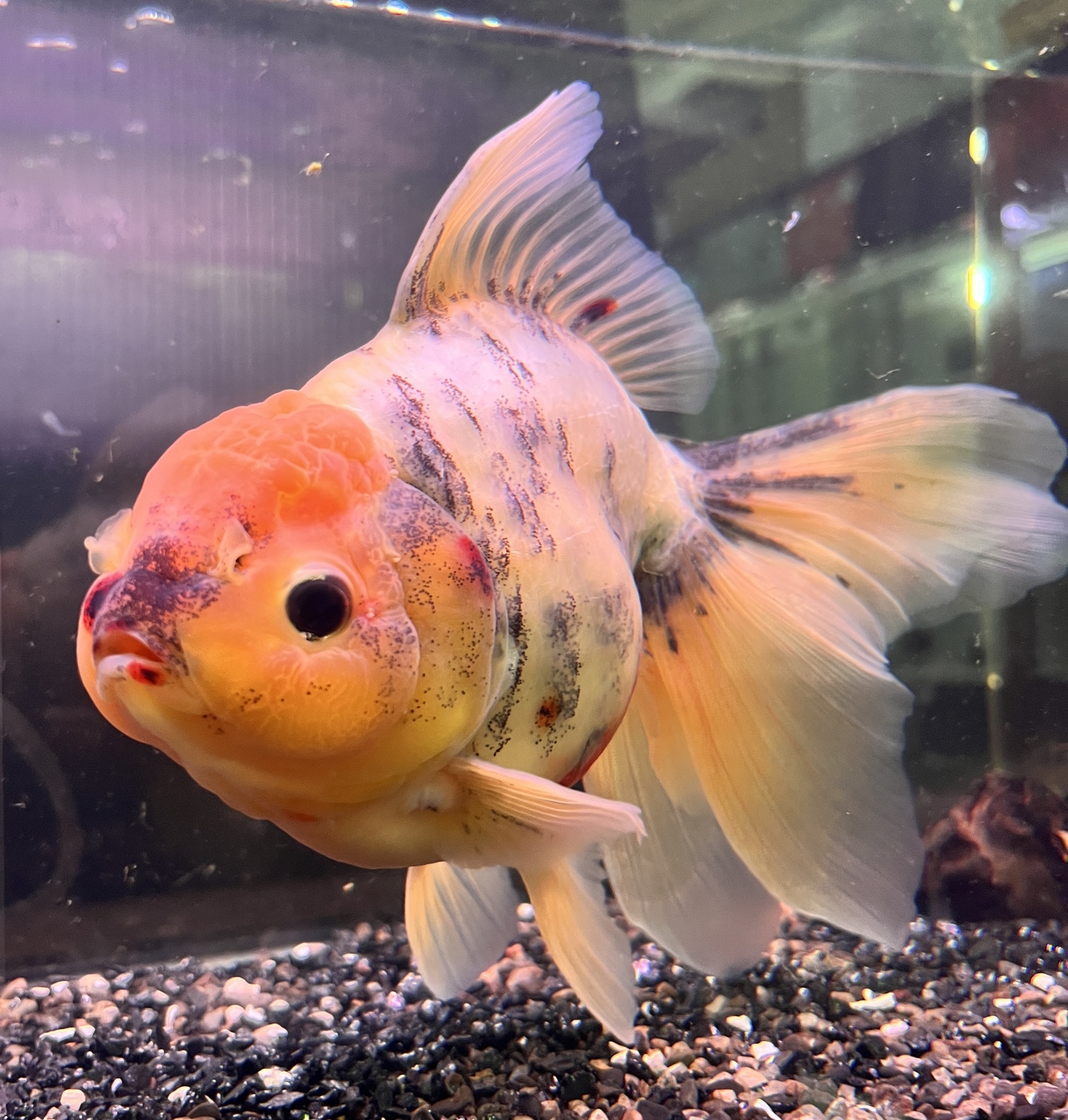 極上金魚！！