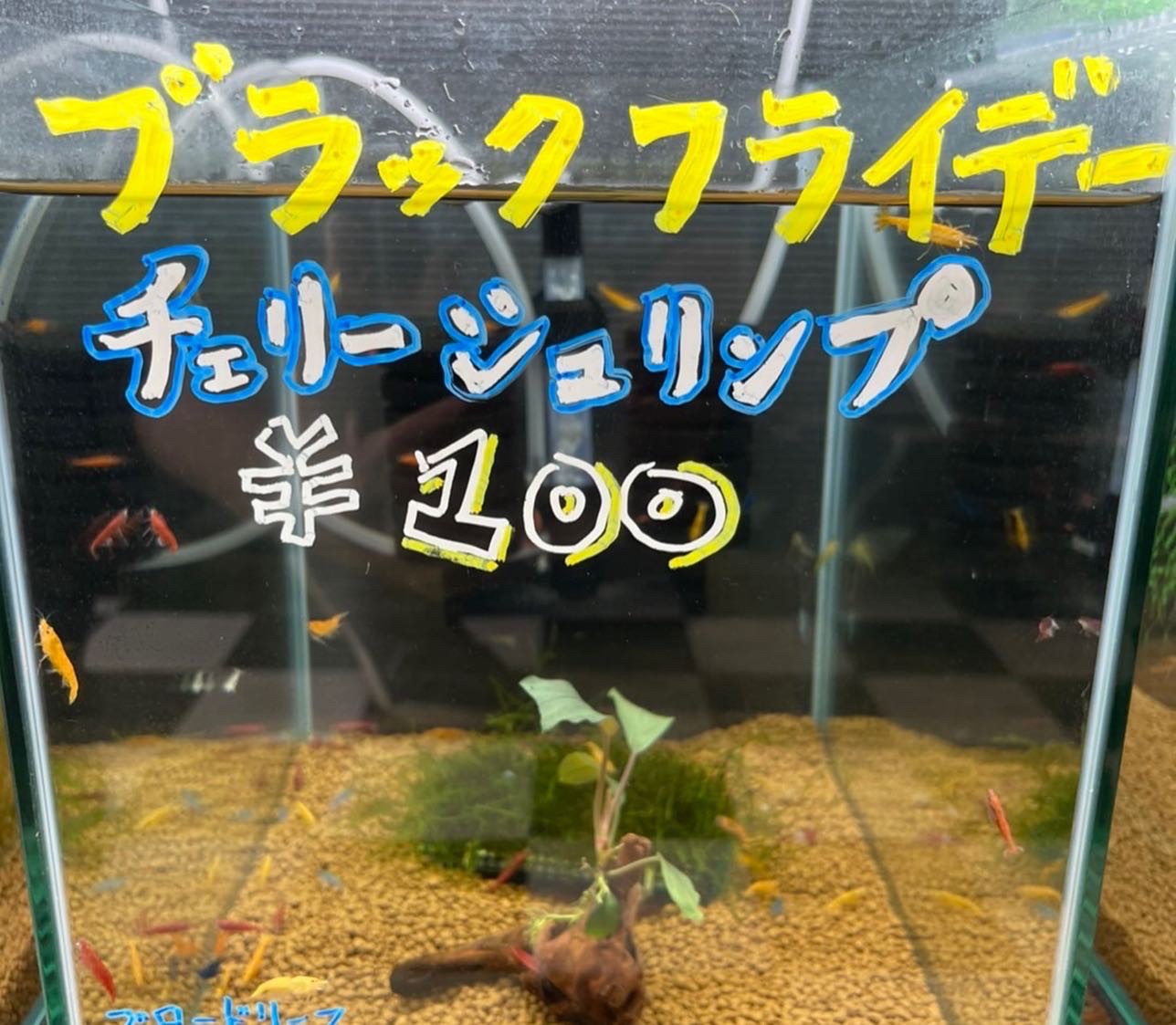 生体入荷＆本日のおすすめ！