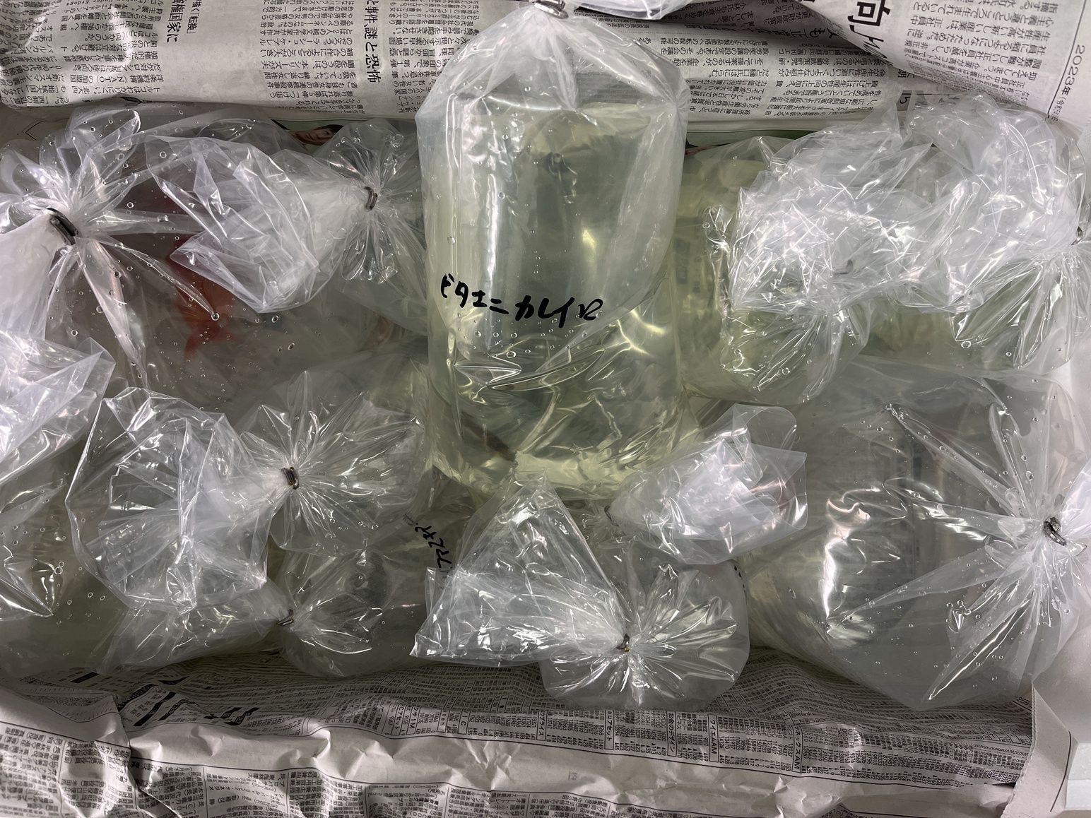 ビタエニアータ入荷！