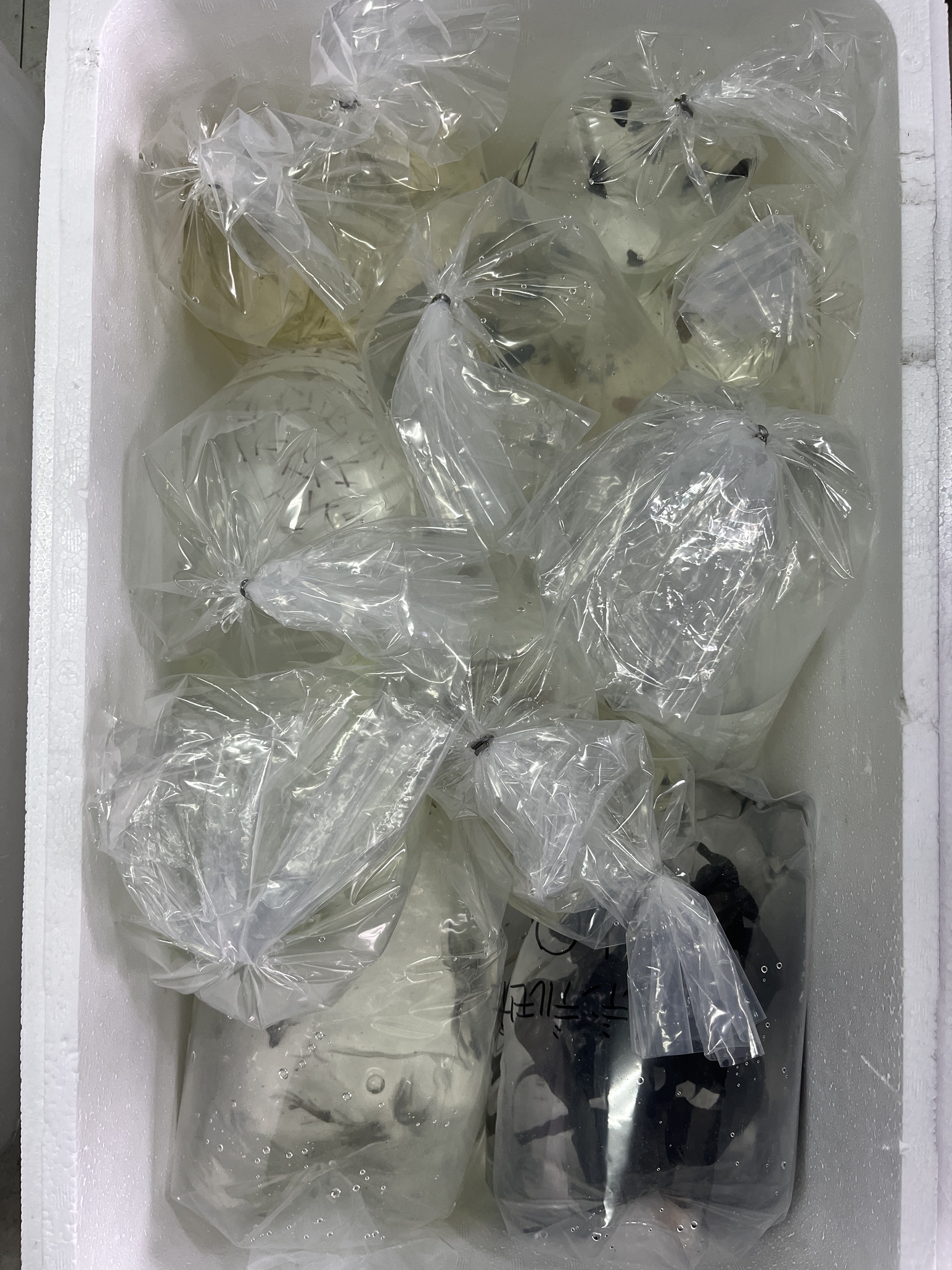 バクテリア&生体入荷！