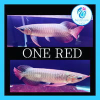 本日ONE　RED入荷！！ 2022/11/11 13:06:52