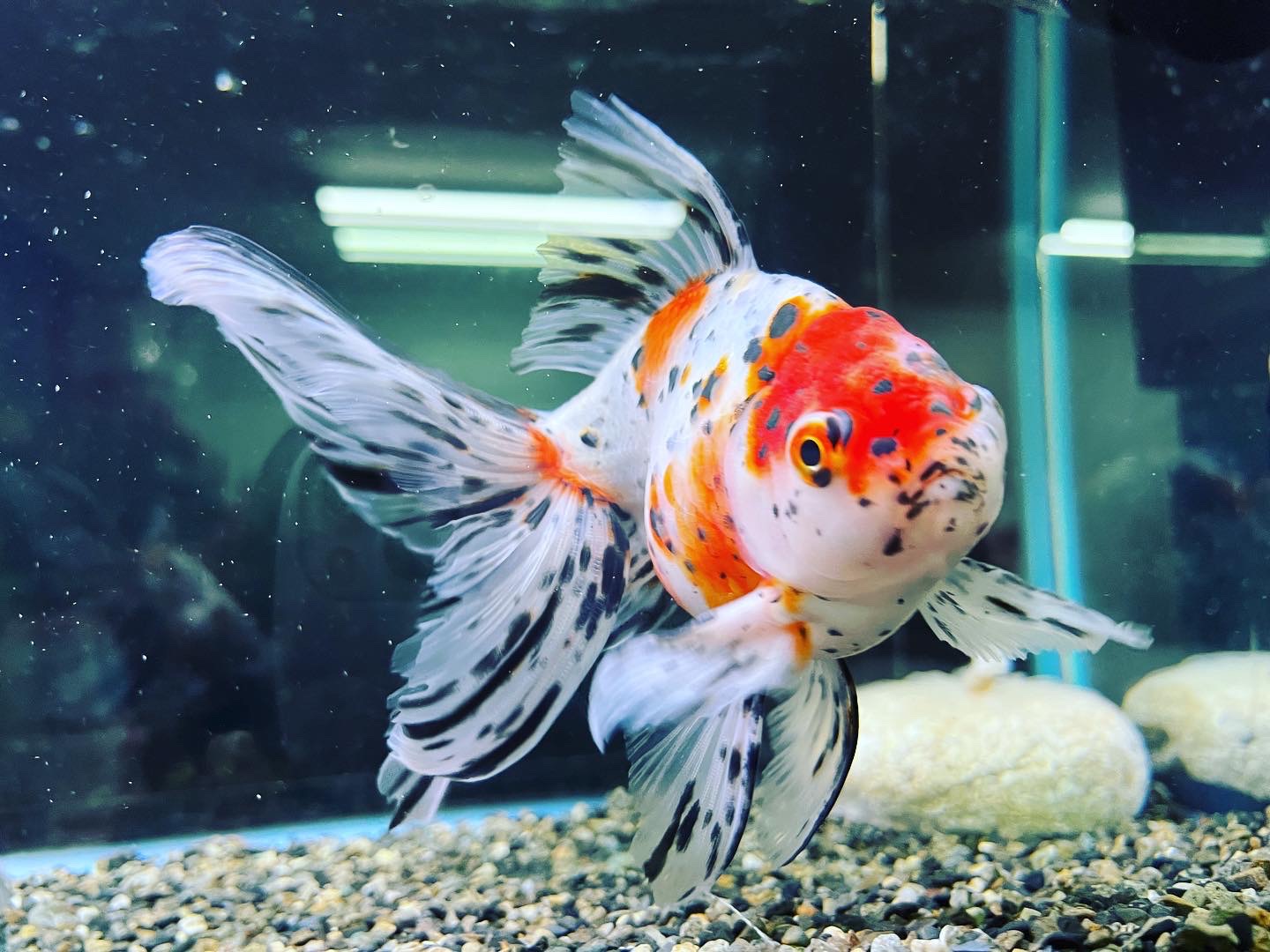 再入荷＆本日のおすすめ金魚！