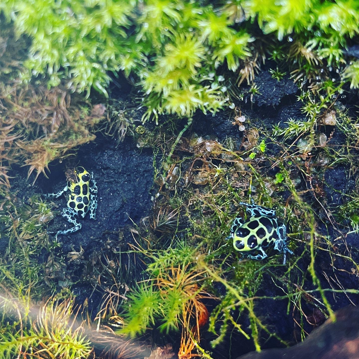 ヤドクガエル　特価！！　