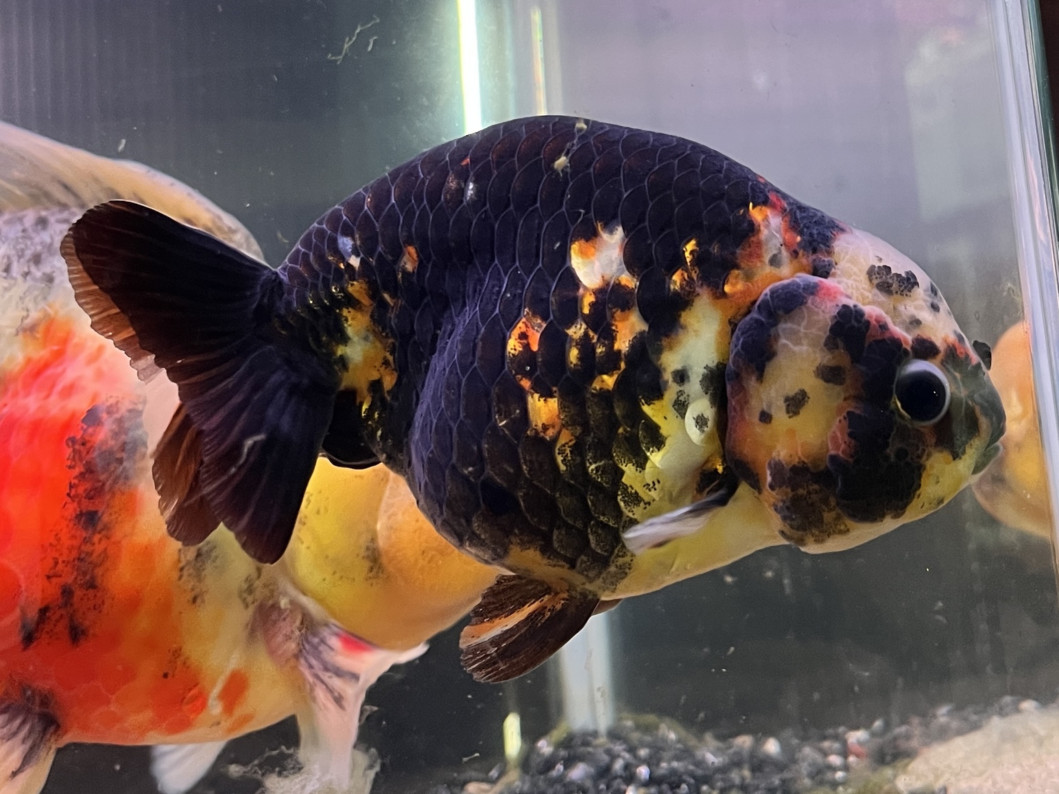 極上金魚！！