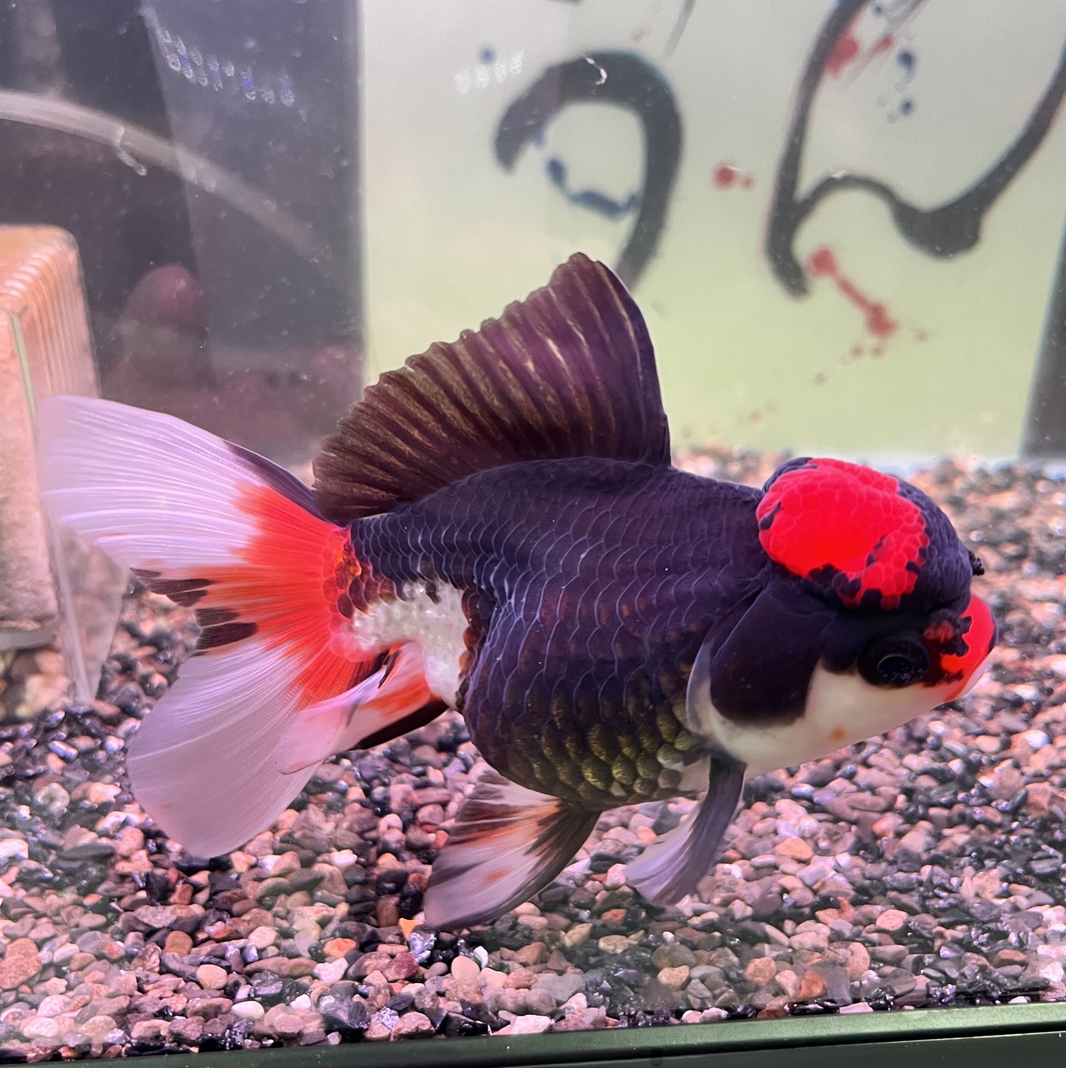 極上金魚入荷！