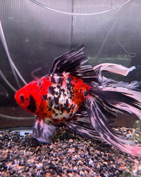 変わり金魚到着！！ 2022/11/19 22:41:34