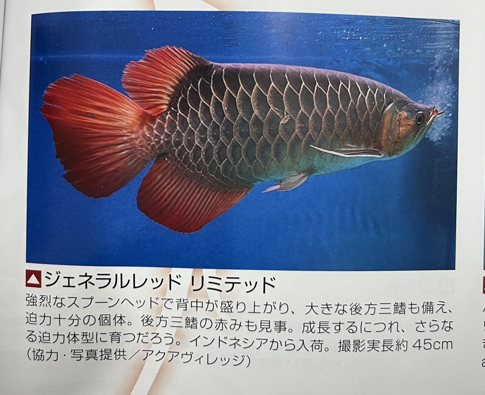 アロワナライブ入荷‼️