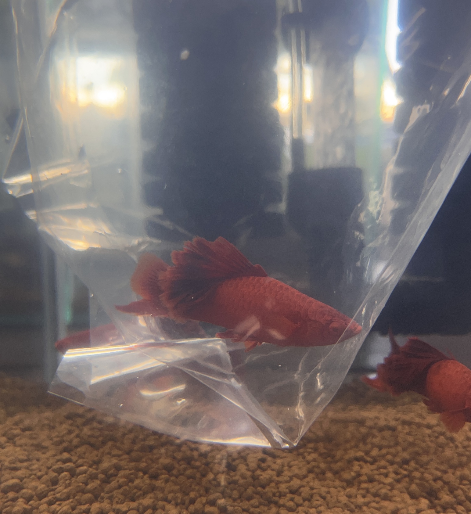 生体＆アクアライフ入荷