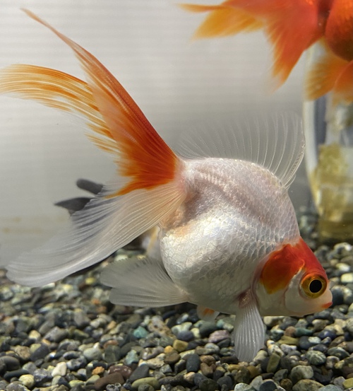可愛い金魚達 アクアヴィレッジ