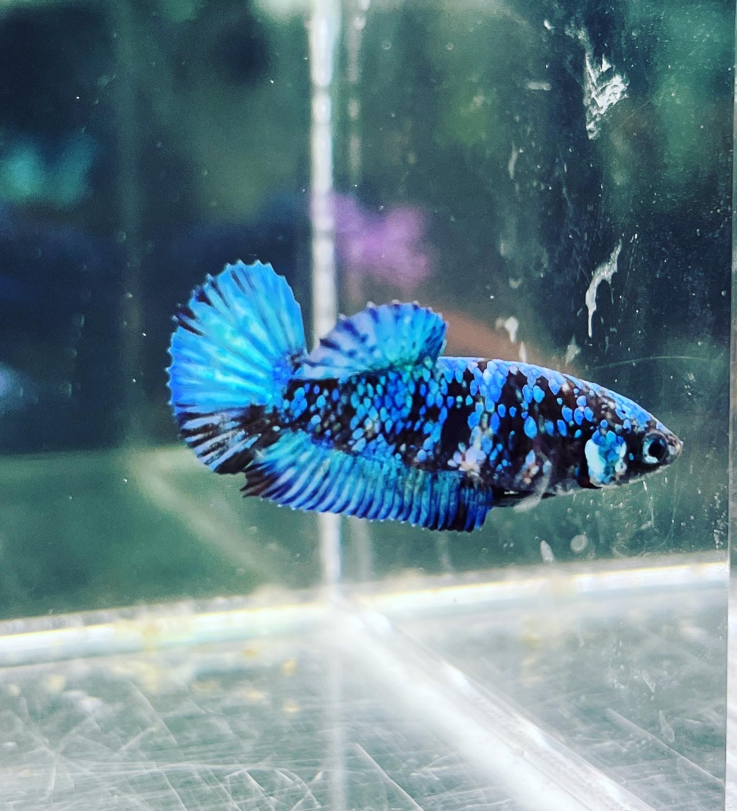 新春特価！