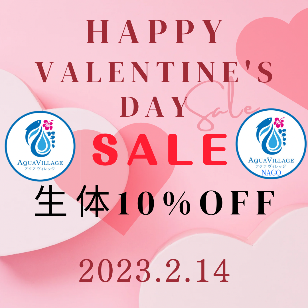 本日限り！バレンタインＳＡＬＥ！！