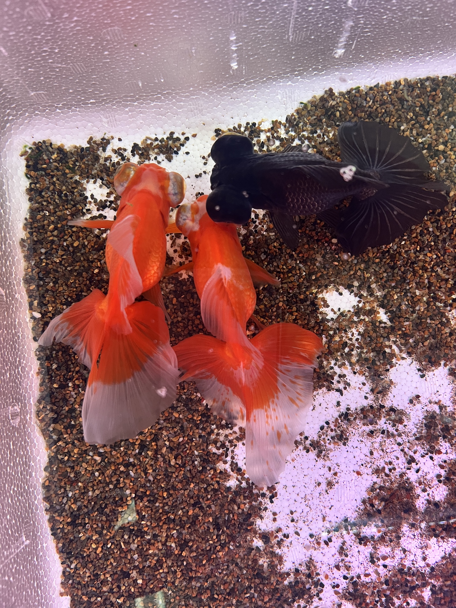 弥富より入荷！！
