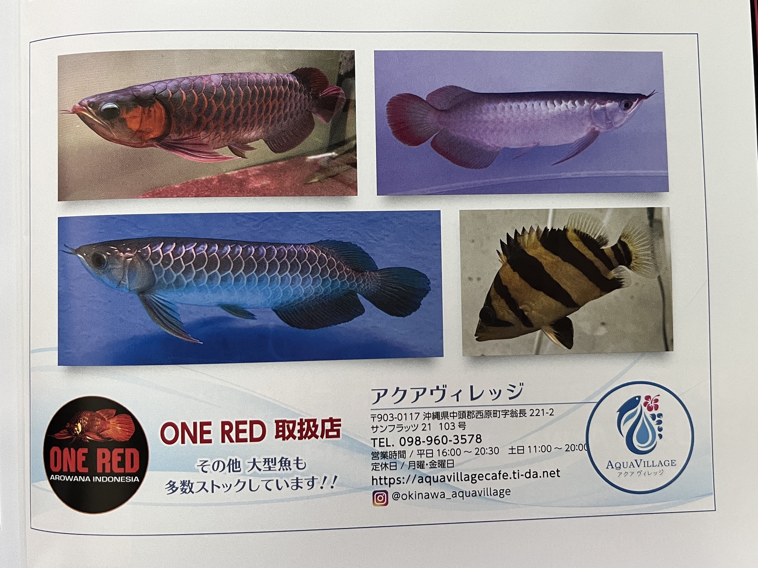 アロワナライブ入荷‼️