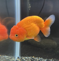 生体入荷～金魚～ 2022/11/13 10:02:03