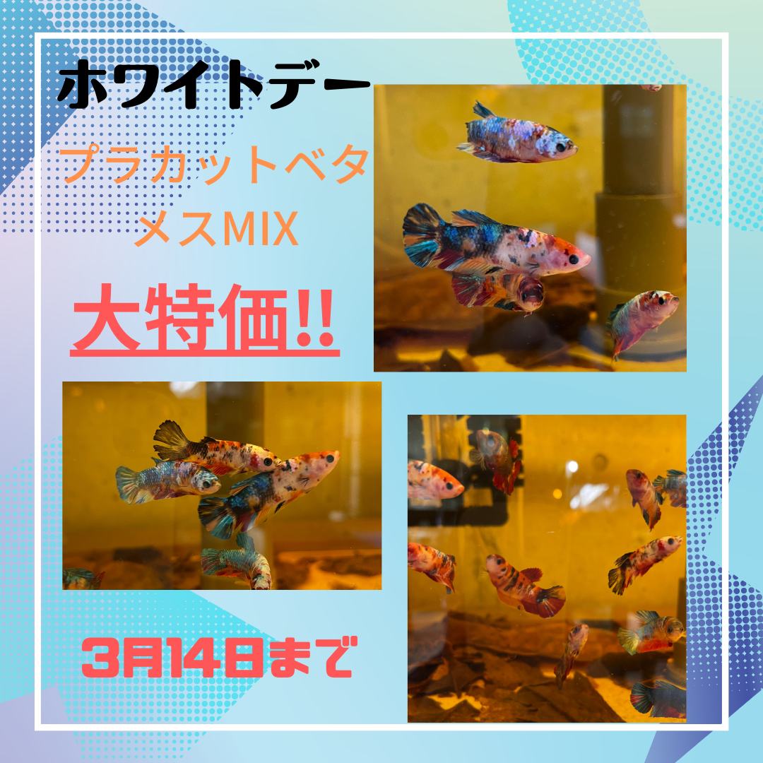 大量入荷！！
