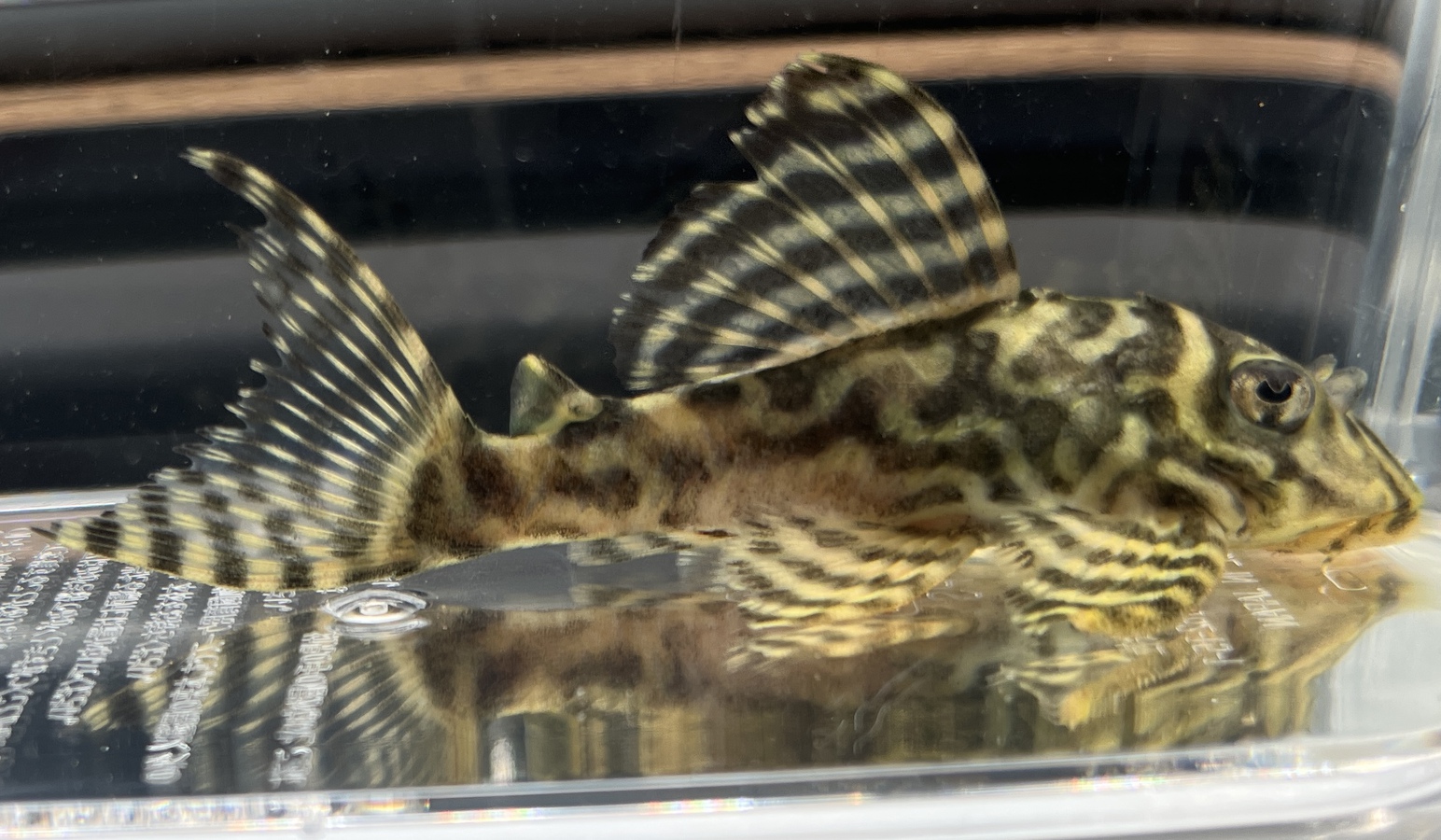 キンペコ入荷！！