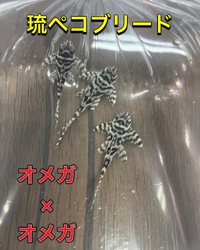 コオロギ入荷しております！ 2022/08/25 15:49:05