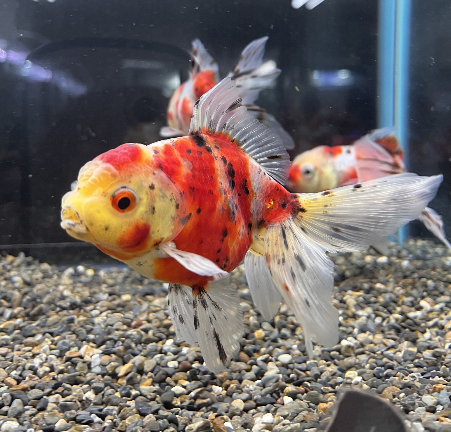 弥富より金魚入荷！！