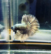 ハーフムーン入荷！ 2022/11/22 12:31:43