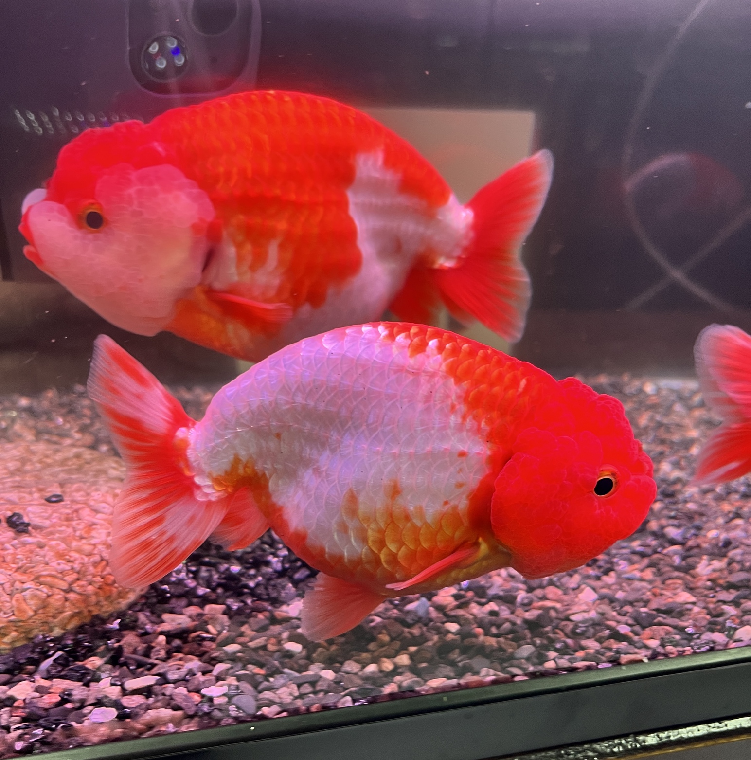 極上金魚入荷！