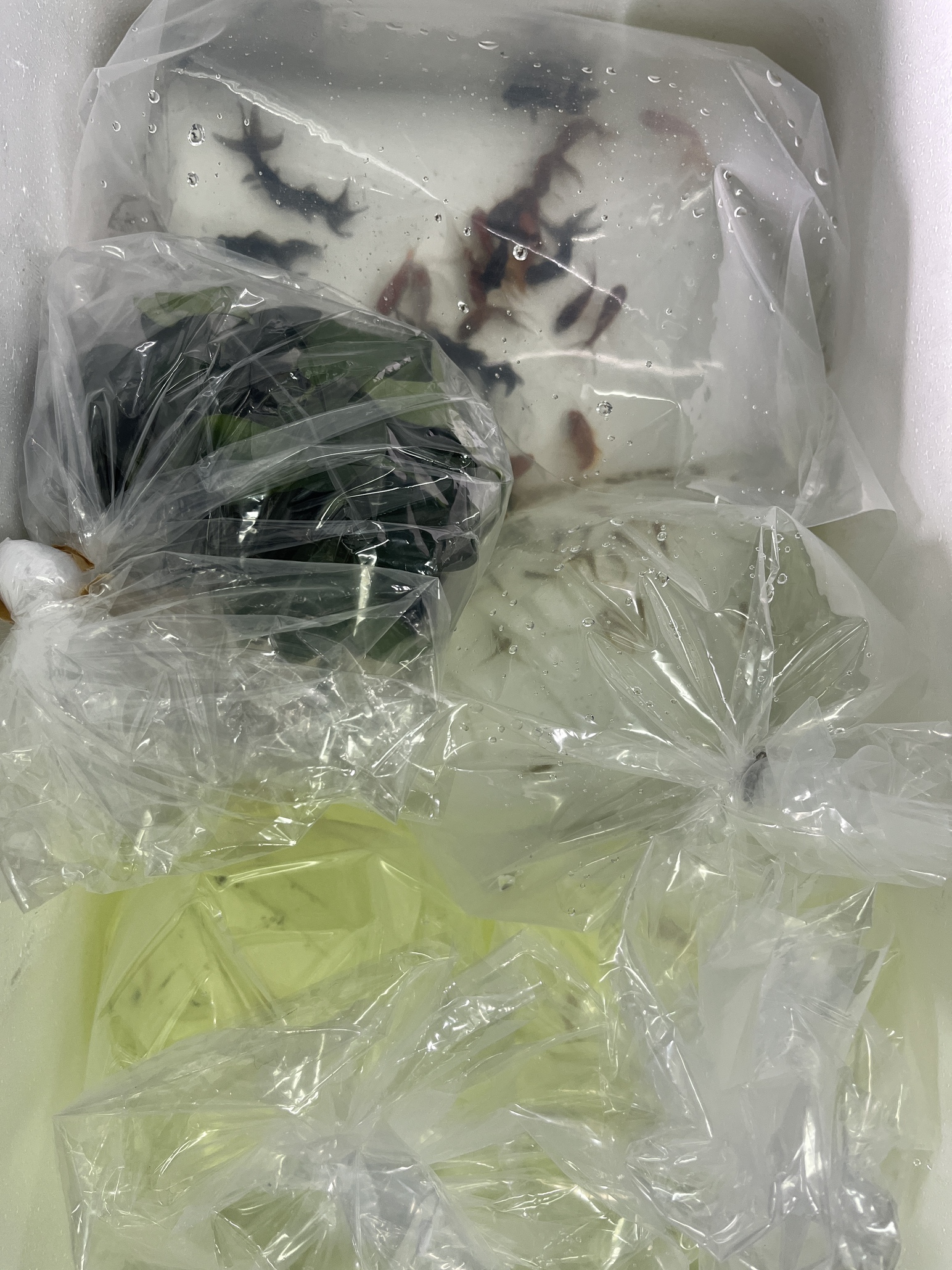 バクテリア&生体入荷！