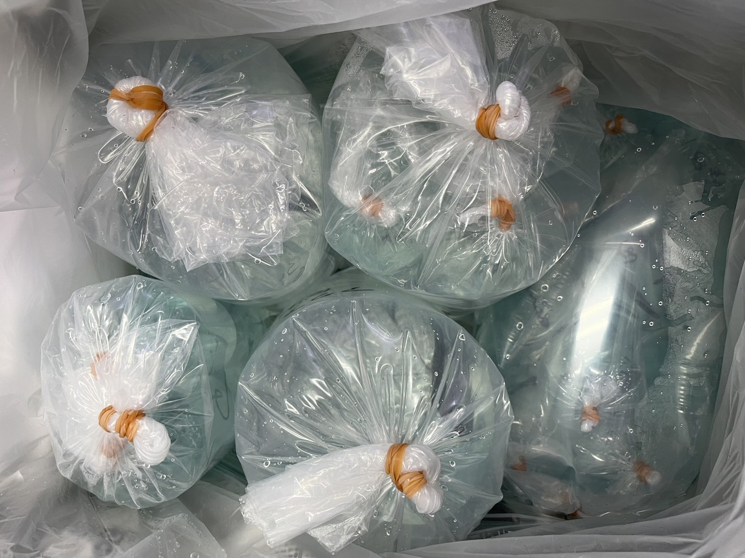 ヤマウツボ＆プラカットベタ入荷！