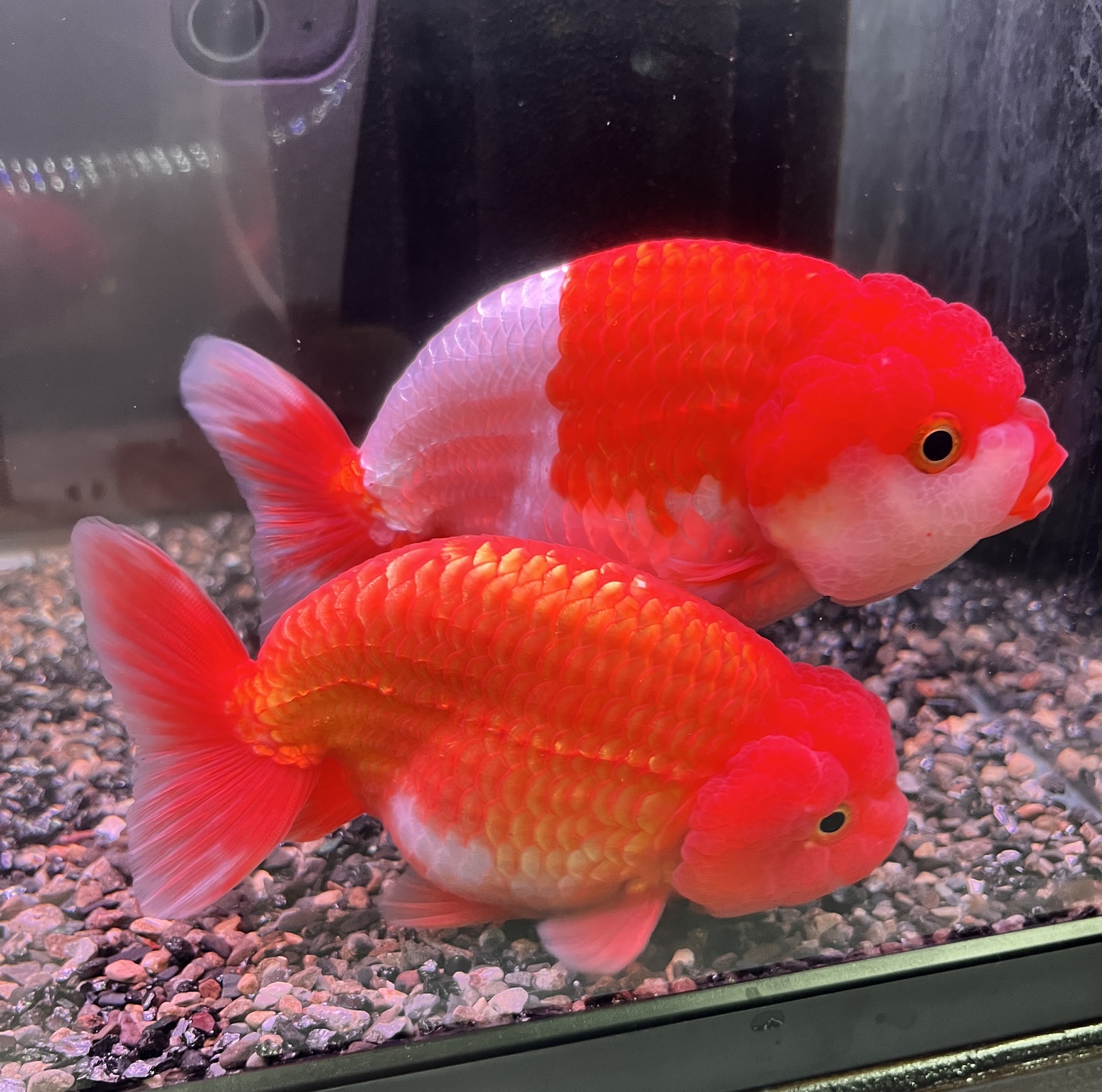 極上金魚入荷！