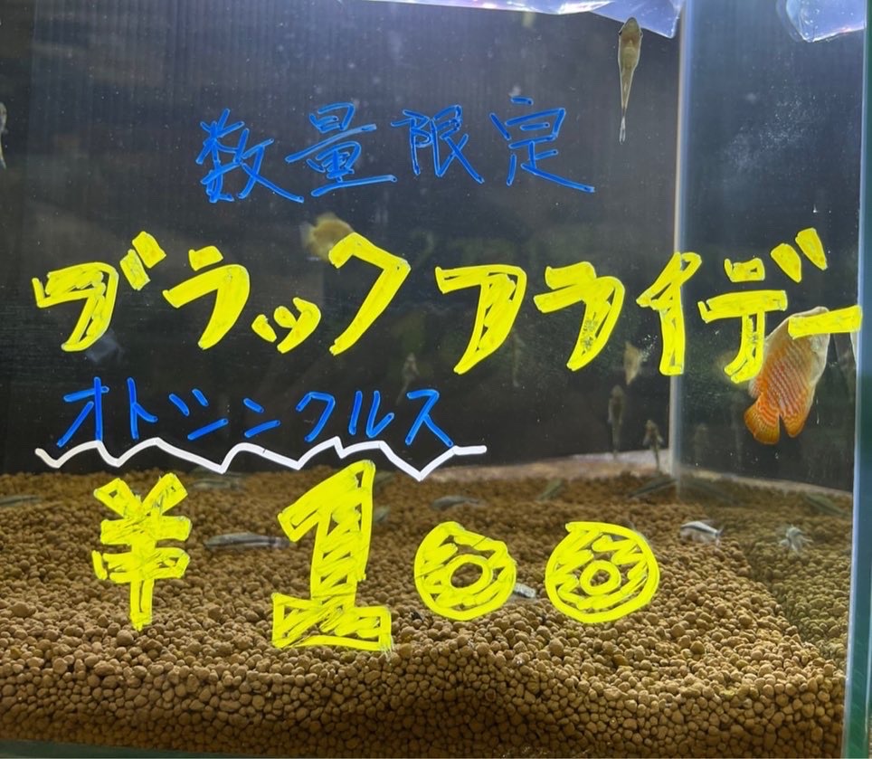 生体入荷＆本日のおすすめ！
