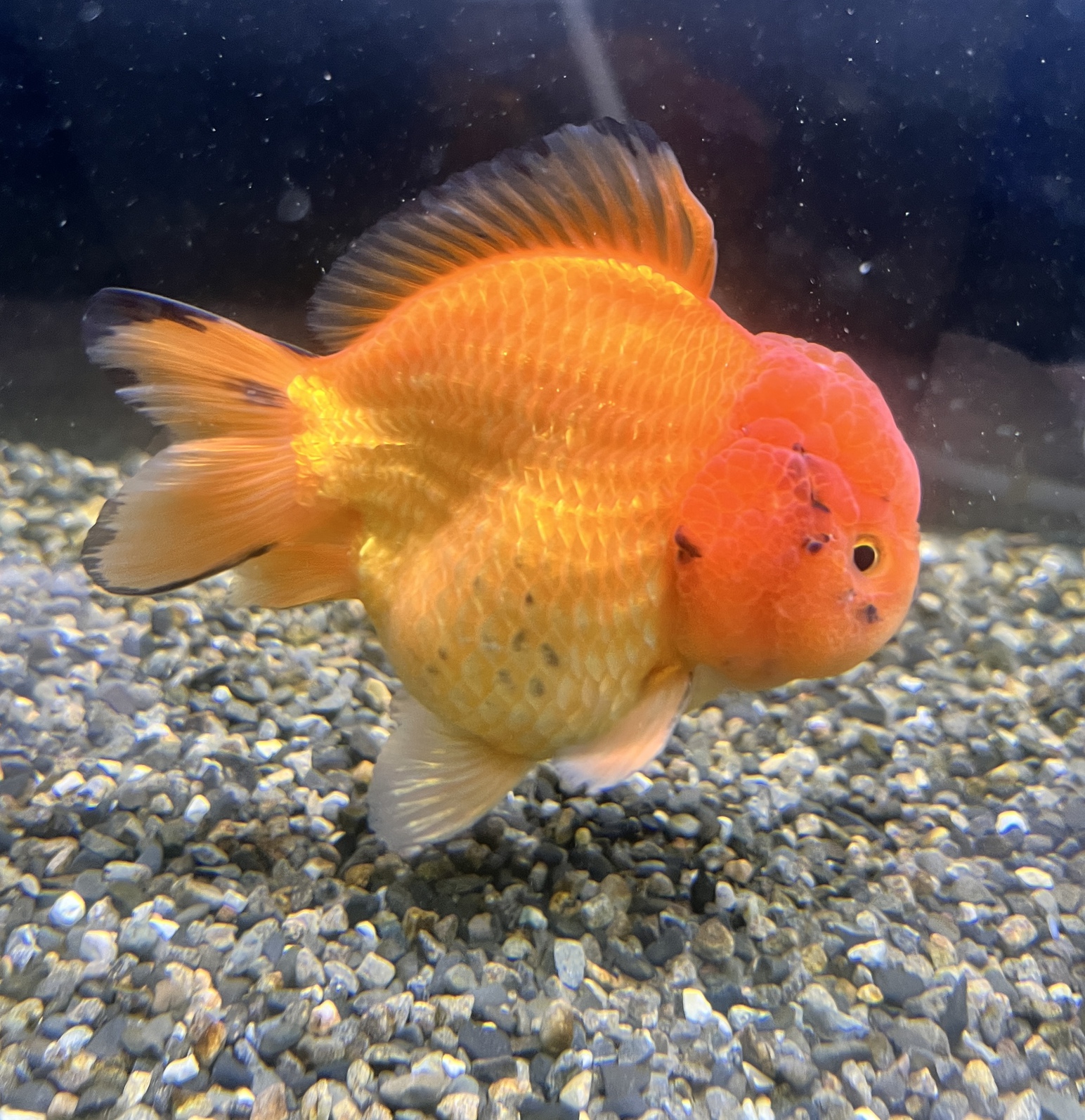 極上金魚入荷！