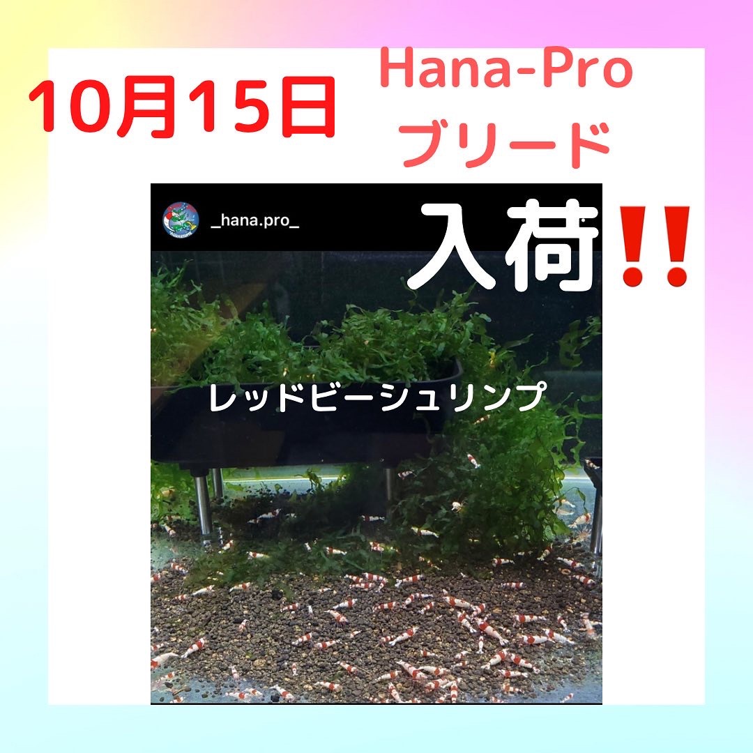 １５日（土）入荷します(^_^)