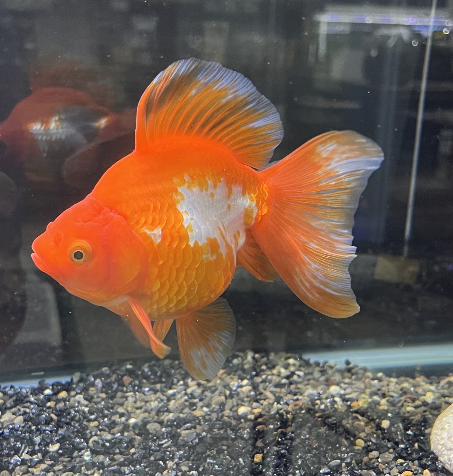 金魚入荷 アクアヴィレッジ
