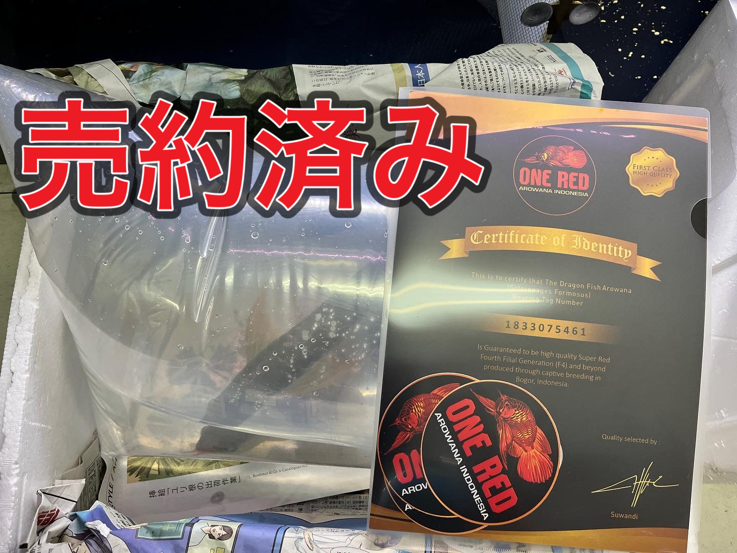 ONE REDアロワナ
