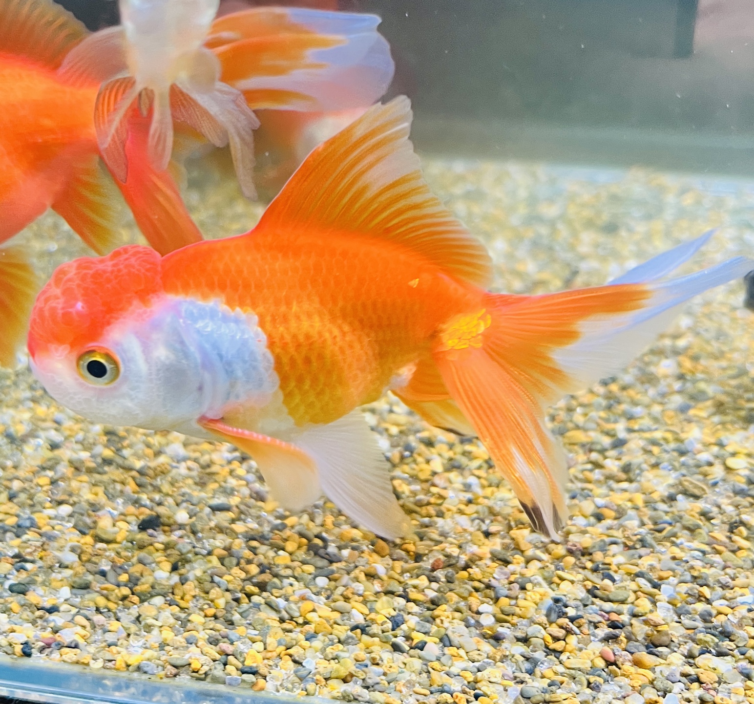 生体入荷！