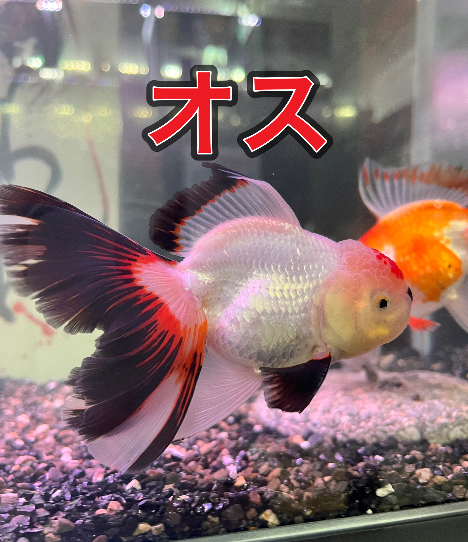 メリークリスマス！