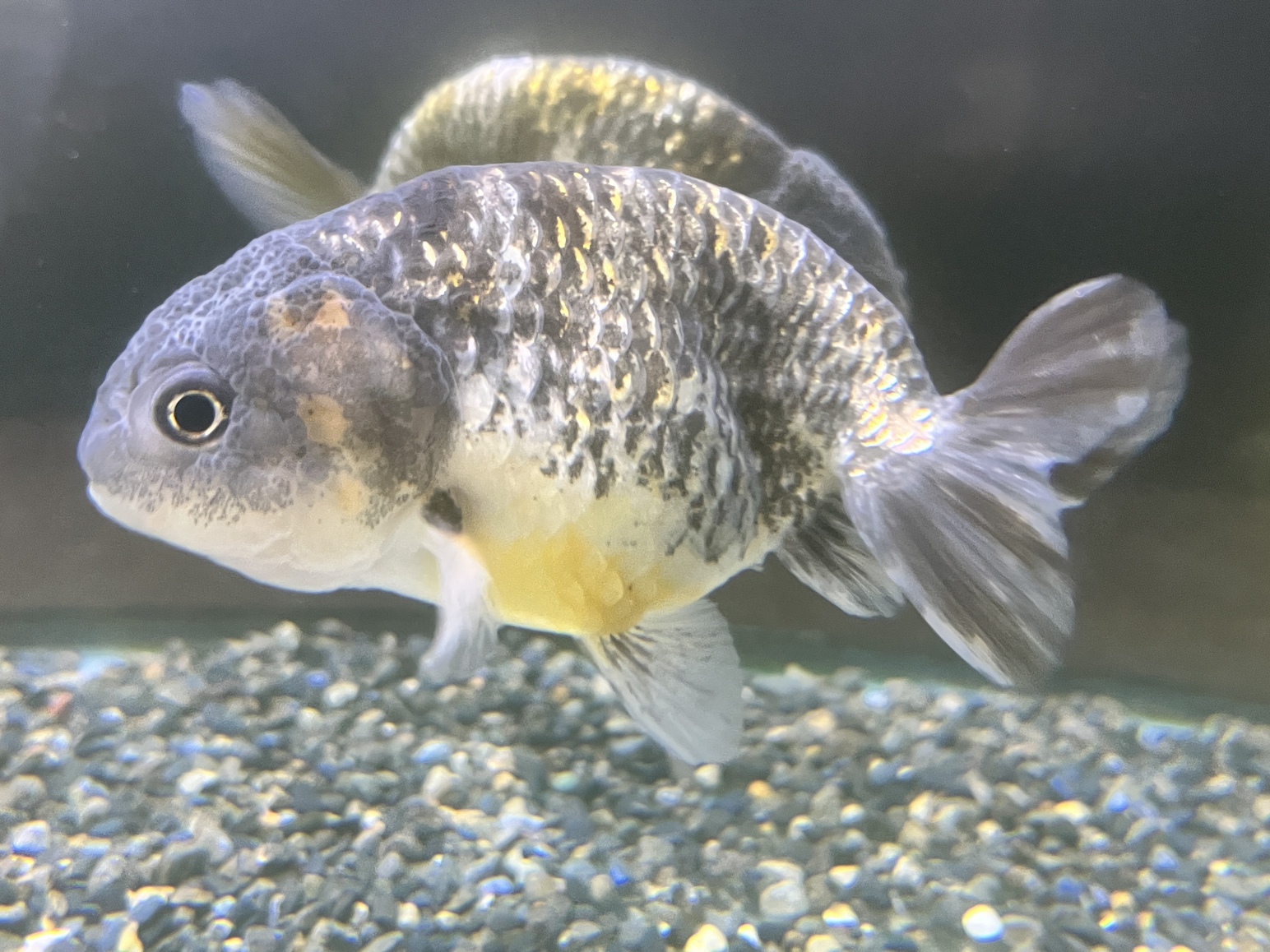 極上金魚入荷！