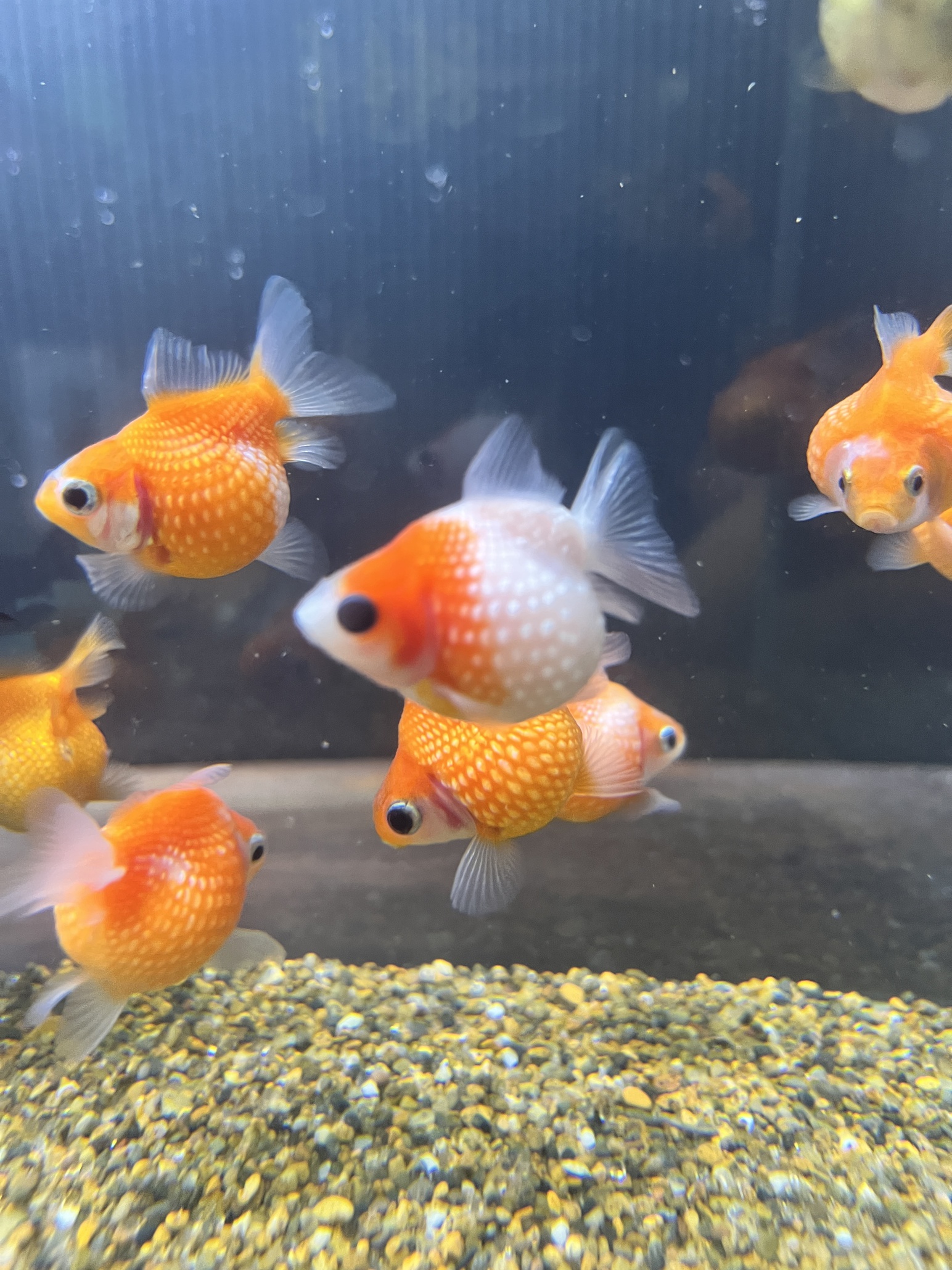 生体入荷！