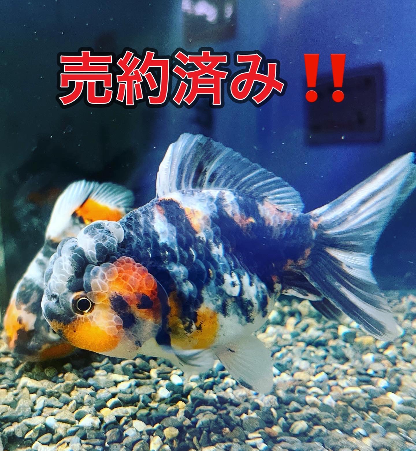生体入荷～金魚～