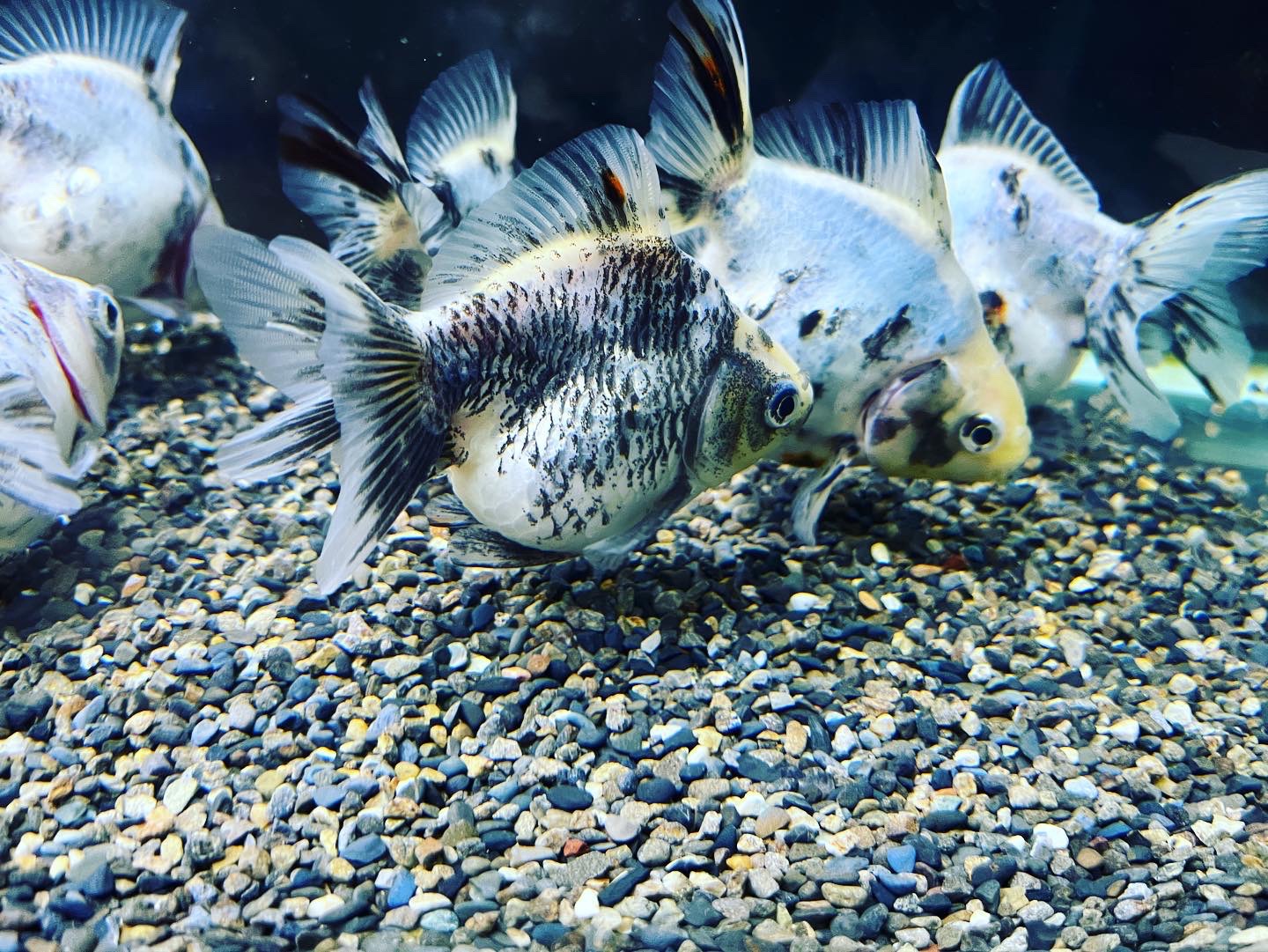 再入荷＆本日のおすすめ金魚！