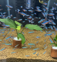 生体入荷！ 2022/09/23 11:32:45