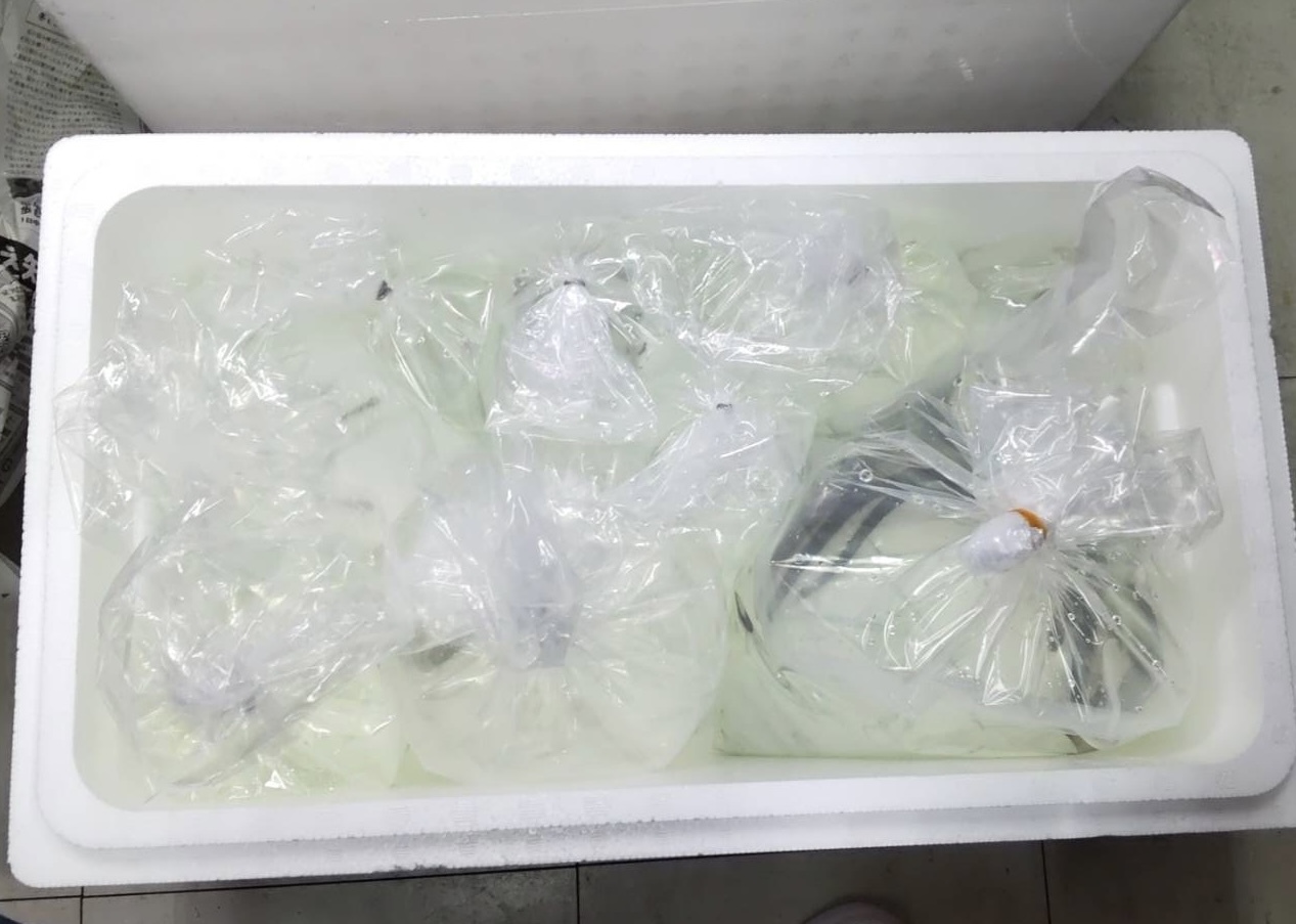 生体入荷！