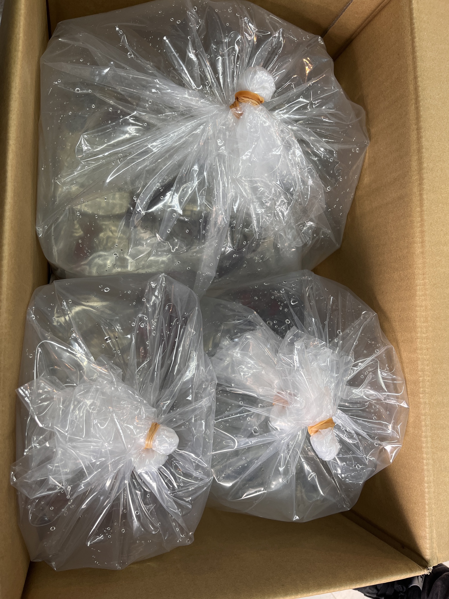 弥富より金魚入荷！！