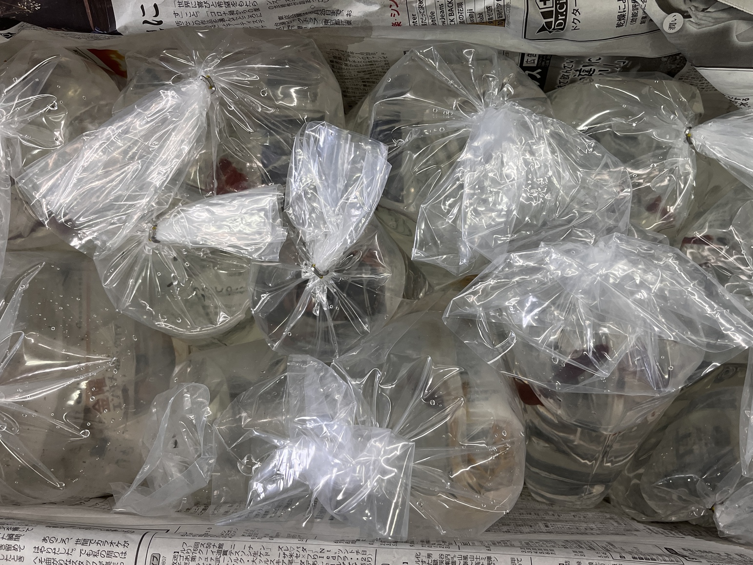 生体＆アクアライフ入荷
