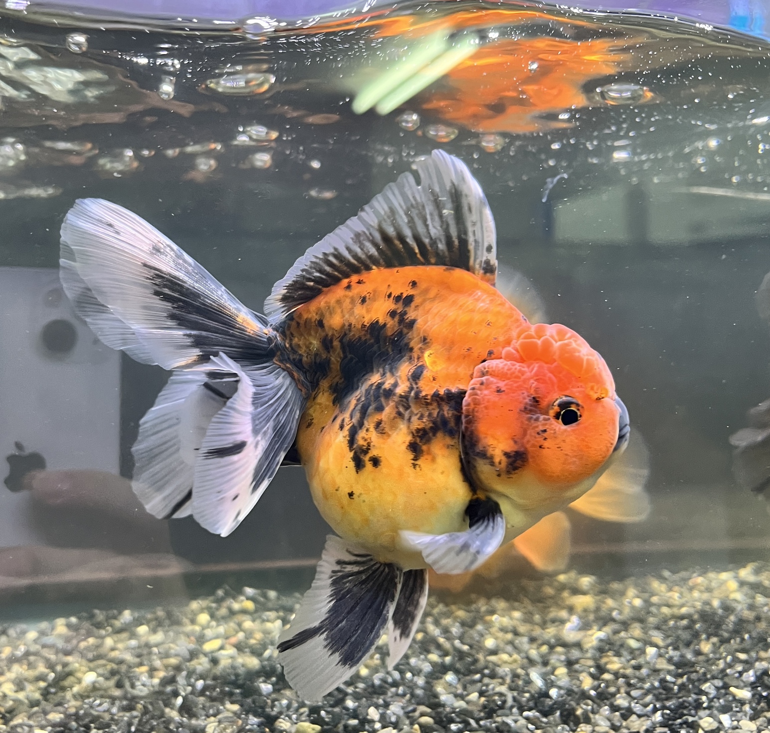 極上金魚入荷！