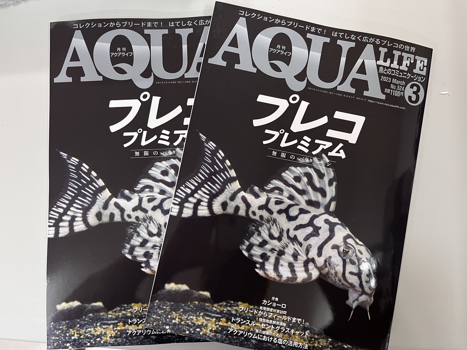 生体＆アクアライフ入荷
