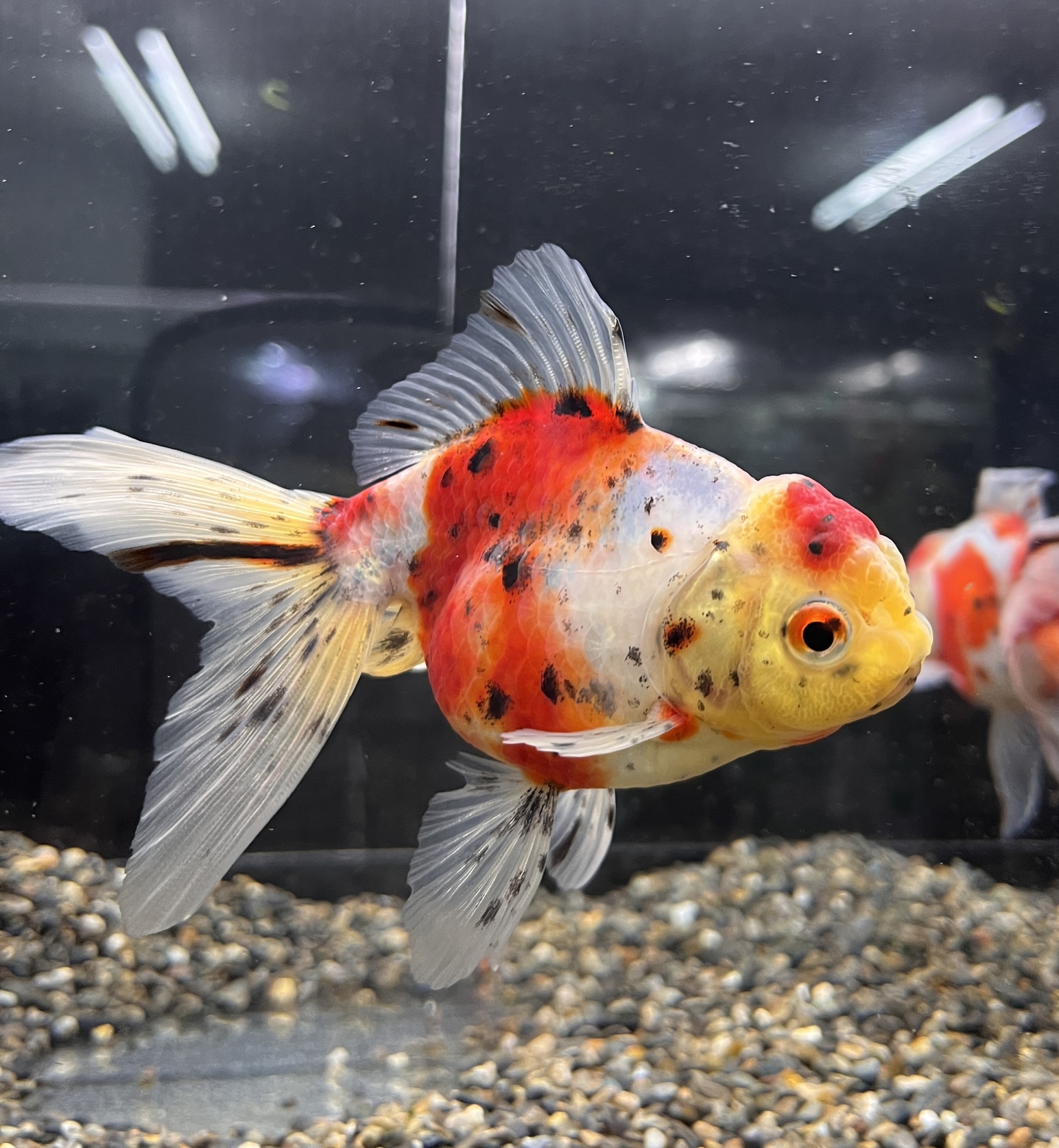 弥富より金魚入荷！！