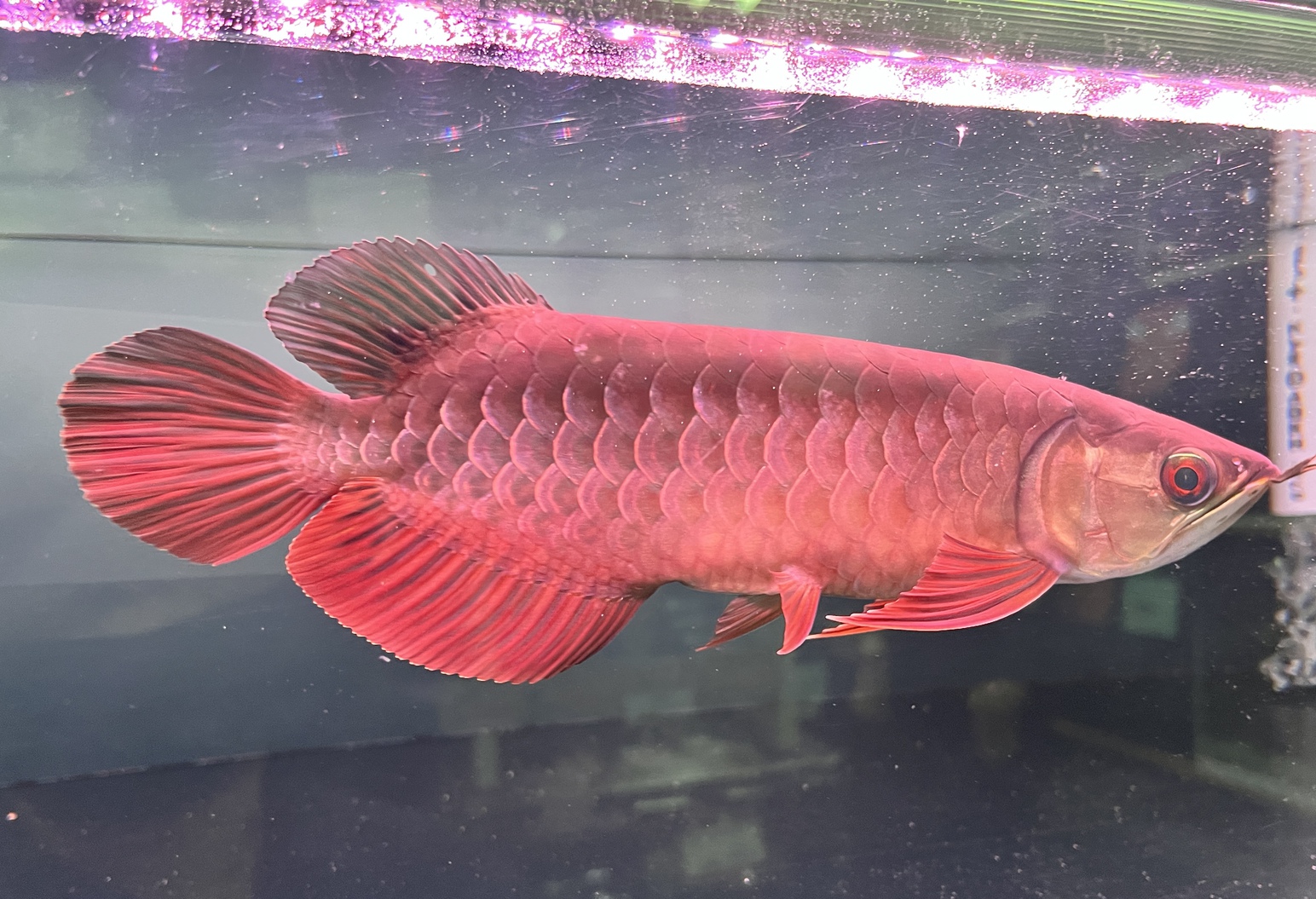 新春特価！
