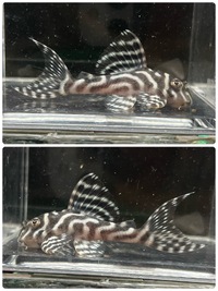ブリードプレコ入荷！ 2022/11/29 13:33:19