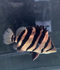 生体入荷！ 2022/10/29 09:53:37