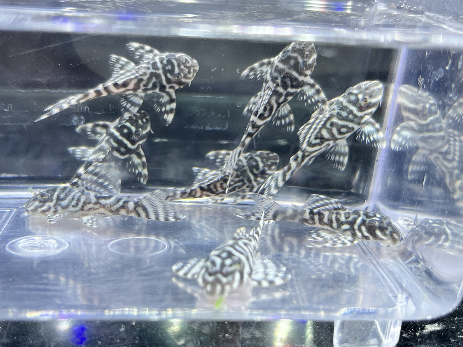 キンペコ入荷！！